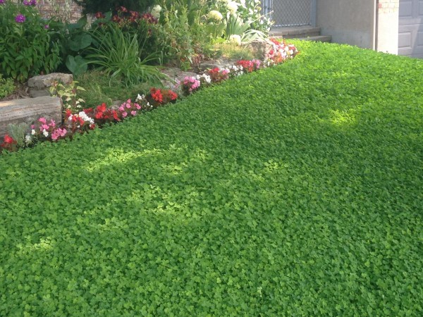 clover-lawn